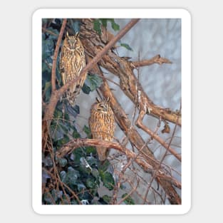 Long-eared Owls Sticker